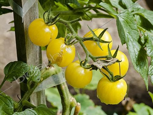 Biosphoto | 2139693 | Tomato 'Snowberry' | &copy; Alain Kubacsi / Biosphoto