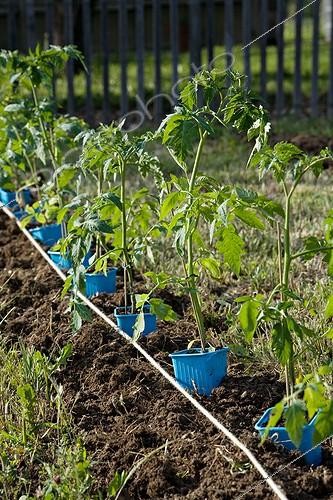 Biosphoto | 597398 | Tomatoe seedlings ready to be planted in a garden | &copy; Philippe Giraud / Biosphoto