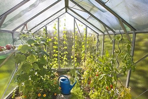 Biosphoto | 589141 | Tomatoes and watering in a greenhouse garden | &copy; Claudius Thiriet / Biosphoto