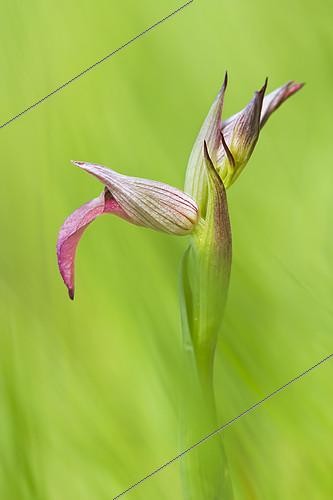 Biosphoto | 2146639 | Tongued serapias (Serapias lingua) on an embankment in spring, Allier, Auvergne, France | &copy; Monique Morin / Biosphoto