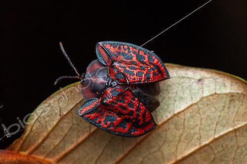 Biosphoto | 2465602 | Tortoise beetle (Dorynota truncata) on a leaf, Montagne de Fer, French Guiana | &copy; Frank Deschandol & Philippe Sabine / Biosphoto