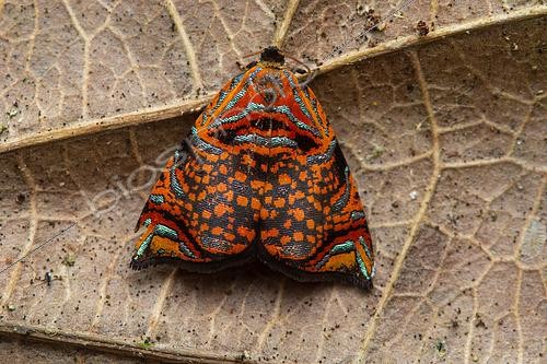 Biosphoto | 2497999 | Tortrix Moth (Rubropsichia fuesliniana) on a leaf, Manzanillo, Costa Rica | &copy; Frank Deschandol & Philippe Sabine / Biosphoto