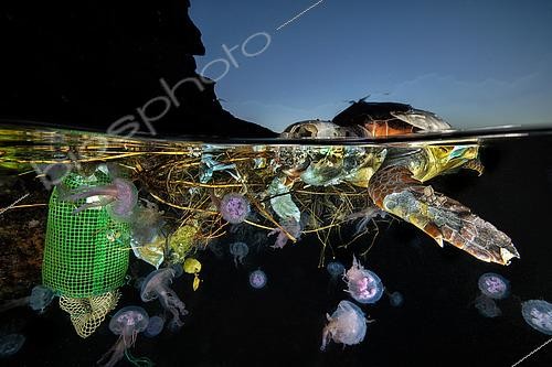 Biosphoto | 2563997 | Tortue caouanne (Caretta caretta) et méduses dans les déchets flottants, île de Procida, mer Tyrrhénienne, Mer Méditerranée | &copy; Pasquale Vassallo / Biosphoto