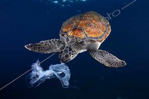 Biosphoto | 2009887 | Tortue verte essayant de manger un sac en plastique ressemblant à une méduse. Plongée effectuée entre 3 et 4 mètres | &copy; Sergi Garcia Fernandez / Biosphoto