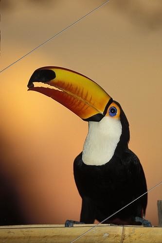 Biosphoto | 67790 | Toucan Toco tenant une graine au bout de son bec | &copy; Alain Mafart-Renodier / Biosphoto