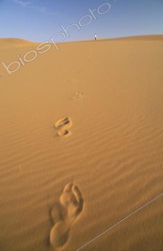Biosphoto | 68383 | Traces in the sand of Rub Al Kali  | &copy; Xavier Eichaker / Biosphoto