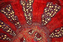 Biosphoto | 1419976 | Transerval cut of a stem of pepper tree under a microscope | &copy; Christian Gautier / Biosphoto