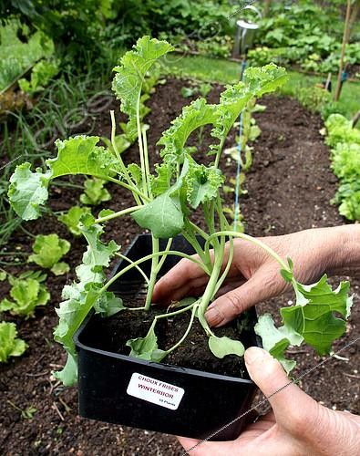 Biosphoto | 2096108 | Transplanting of Seedling of cabbage kale 'Winterbor' in a kitchen garden | &copy; Lamontagne / Biosphoto