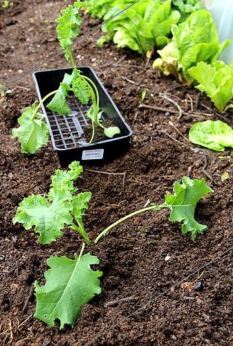 Biosphoto | 2096113 | Transplanting of Seedling of cabbage kale 'Winterbor' in a kitchen garden | &copy; Lamontagne / Biosphoto