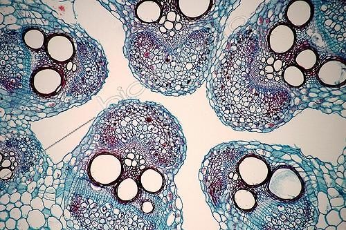 Biosphoto | 160074 | Transversal cut of a pumkin stel ; Enlargement x 50. <br><br> | &copy; Christian Gautier / Biosphoto