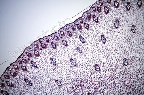 Biosphoto | 583346 | Transversal cut of a stem of Sorghum under microscope ; Lighting in clear bottom, magnification x 20.  | &copy; Christian Gautier / Biosphoto
