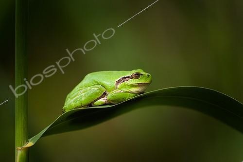 Biosphoto | 2027323 | Tree frog on a leaf - Mejean pond France | &copy; Patrick Goujon / Biosphoto