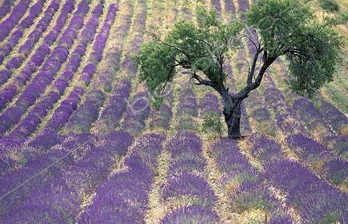 Biosphoto | 1470248 | Tree in a field of lavender in bloom in Provence | &copy; Thierry Vezon / Biosphoto