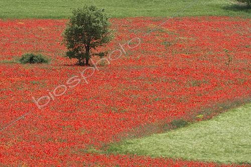 Biosphoto | 1870735 | Tree in a Wheat field covered by Red Poppies in spring Spain | &copy; Roger Eritja / Biosphoto