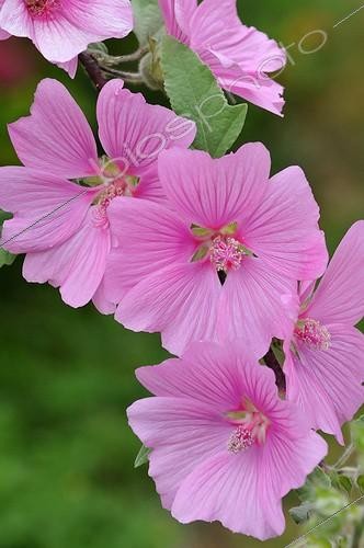 Biosphoto | 1958420 | Tree lavatera 'Rosea' in bloom in a garden | &copy; Catherine Fruhinsholz / Biosphoto