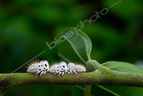 Biosphoto | 2467390 | Treehopper (Membracis foliatafasciata) larvae on Ylang Ylang (Cananga odorata), French Guyana | &copy; Stéphanie Meng / Biosphoto