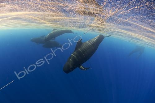 Biosphoto | 2134767 | Trichodesmium, also called sea sawdust (Trichodesmium erythraeum). It appears massively in surface, time of heat. It is a natural process. Pilot whale (Globicephala macorhynchus). Tenerife, Canary Islands. | &copy; Sergio Hanquet / Biosphoto