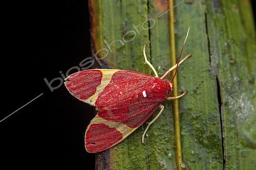 Biosphoto | 2466053 | Trichromia moth (Trichromia perversa) on a leaf, Saramaca, French Guiana | &copy; Frank Deschandol & Philippe Sabine / Biosphoto