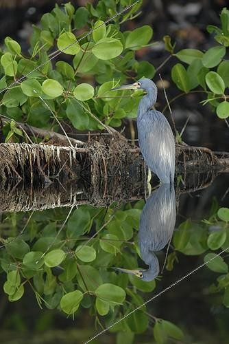 Biosphoto | 548006 | Tricoloured heron and its reflection in water French Guiana | &copy; Robin Monchâtre / Biosphoto