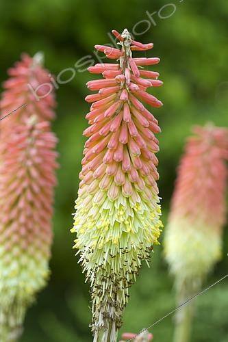 Biosphoto | 2138225 | Tritoma, red hot poker, torch lily (Kniphofia uvaria) | &copy; Frédéric Tournay / Biosphoto