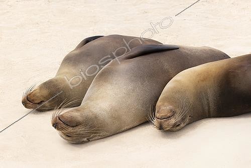 Biosphoto | 2620325 | Trois otaries des Galápagos (Zalophus wollebaeki), Les otaries sont des animaux extrêmement sociaux. Elles passent une grande partie de leur journée à dormir sur les plages de sable blanc ou sur les rochers de lave pour réguler leur température corporelle après avoir chassé dans les eaux froides. Si elles paraissent un peu gauches et lourdes sur le sable, elles sont d'une agilité incroyable dans l'eau, capables de nager à des vitesses atteignant 25 km/h. Elles sont endémiques aux îles Galápagos. Elles sont classées comme espèce en danger à cause de leur vulnérabilité aux changements climatiques qui réduit leurs ressources alimentaires. Galapagos | &copy; Claudius Thiriet / Biosphoto