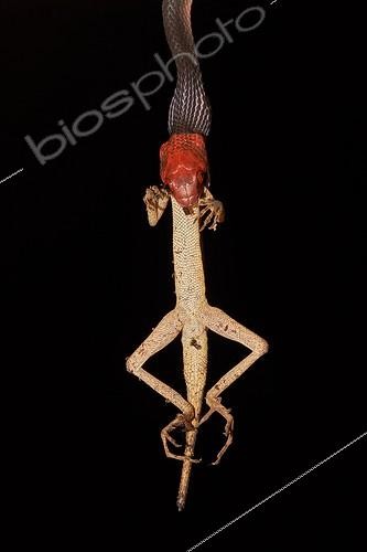 Biosphoto | 2017126 | Tropical Flat Snake eating Anolis - French Guiana | &copy; Quentin Martinez / Biosphoto