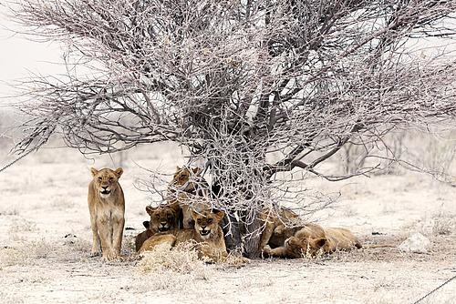 Biosphoto | 2614916 | Troupe de lionnes (Panthera leo) se reposant sous un arbre Acacia dans le parc national d'Etosha en Namibie. | &copy; Montgomery Gilchrist / Biosphoto