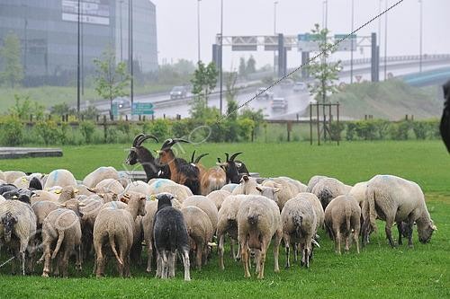 Biosphoto | 2583150 | Troupeau de moutons en transhumance en ville, France | &copy; Robin Fourré / Biosphoto