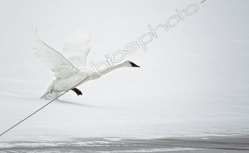 Biosphoto | 1291065 | Trumpeter swan taking off | &copy; Ignacio Yufera / Biosphoto