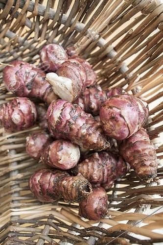 Biosphoto | 2074395 | Tubercules of Jerusalem artichoke (Helianthus tuberosus) in a basket, Hérault, France | &copy; Thierry Le Quay / Biosphoto