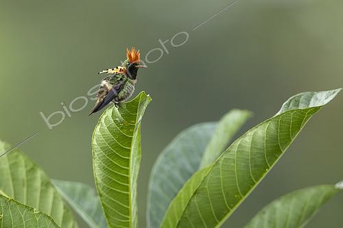 Biosphoto | 2592685 | Tufted coquette (Lophornis ornatus) male on a leaf, French Guiana | &copy; Nicolas Defaux / Biosphoto