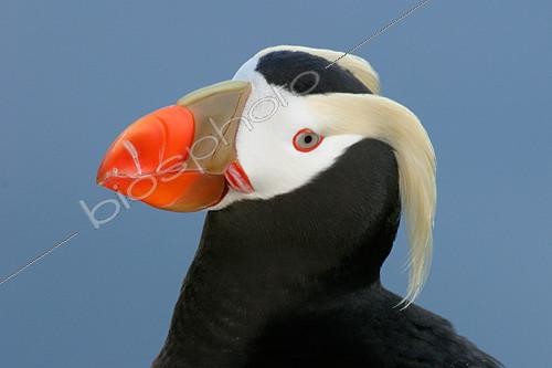Biosphoto | 2404252 | Tufted Puffin (Fratercula cirrhata), Alaska, USA | &copy; E.J. Peiker / BIA / Biosphoto