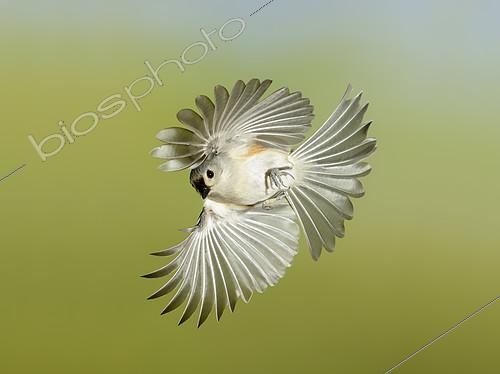 Biosphoto | 2412854 | Tufted Titmouse (Baeolophus bicolor) flying, Texas, USA | &copy; Alan Murphy / BIA / Biosphoto