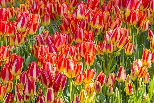 Biosphoto | 2418735 | Tulip 'Florette' in bloom in a garden | &copy; Alain Kubacsi / Biosphoto