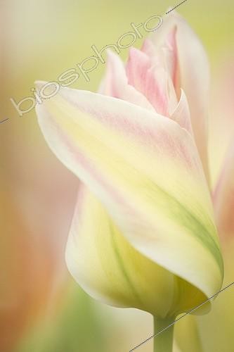 Biosphoto | 329082 | Tulip 'Floriosa' Lisse Netherlands ; In the gardens of Keukenhof Park. | &copy; Kerstin Hinze / Biosphoto