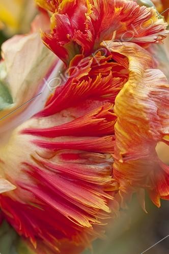Biosphoto | 1100227 | Tulip 'Parrot King' in bloom in a garden | &copy; Frédéric Didillon / Biosphoto