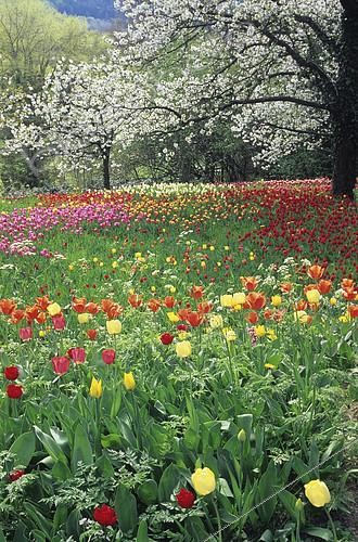 Biosphoto | 2143976 | Tulip (Tulipa sp) and Cherry (Prunus avium) in bloom. Mainau Garden, Lake Constance, Baden-Württemberg, Germany | &copy; Frédéric Didillon / Biosphoto