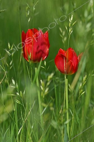 Biosphoto | 2142033 | Tulip (Tulipa sp) in wild garden | &copy; Frédéric Didillon / Biosphoto
