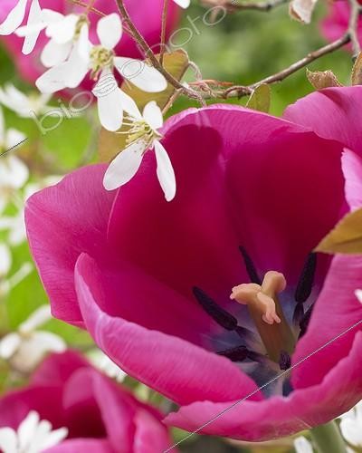 Biosphoto | 1630136 | Tulipa Colorado | &copy; Visions Botanical / Visions Pictures / Biosphoto