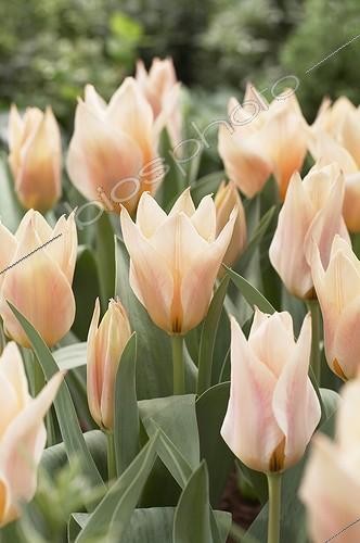 Biosphoto | 1765305 | Tulipa Fur Elise | &copy; Visions Botanical / Visions Pictures / Biosphoto