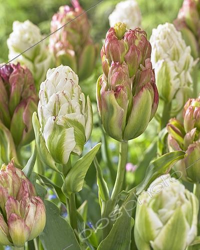Biosphoto | 2536376 | Tulipa Harborlight, Tulipa Boa Vista | &copy; Visions Pictures / Biosphoto