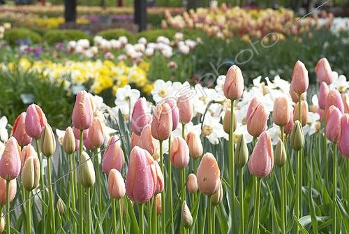 Biosphoto | 2573283 | Tulipa pink | &copy; VisionsPictures & Photography / Visions Pictures / Biosphoto