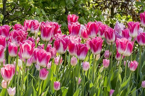 Biosphoto | 2140515 | Tulips 'Dynasty' in bloom in a garden | &copy; Alain Kubacsi / Biosphoto