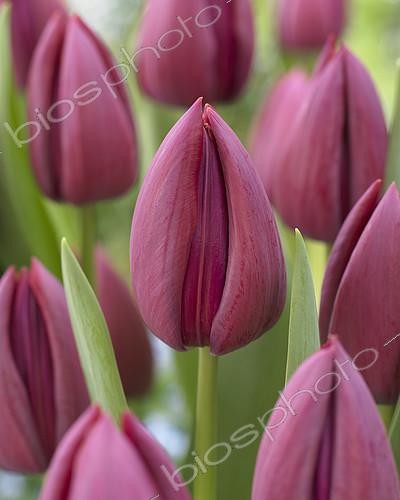Biosphoto | 2165133 | Tulips 'Endurance' in bloom in a garden | &copy; Visions Pictures / Biosphoto