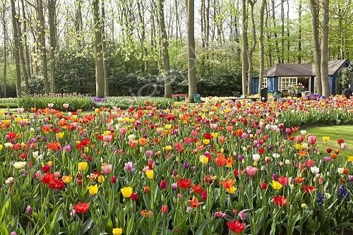 Biosphoto | 1135238 | Tulips flowerdbed in bloom in a park | &copy; Hervé Lenain / Biosphoto