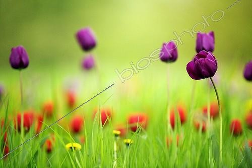 Biosphoto | 329096 | Tulips in a meadow Britzer Garden Berlin Germany | &copy; Kerstin Hinze / Biosphoto