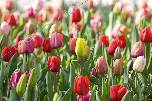 Biosphoto | 996131 | Tulips 'Melinda' in bloom at spring France | &copy; Michel Gunther / Biosphoto