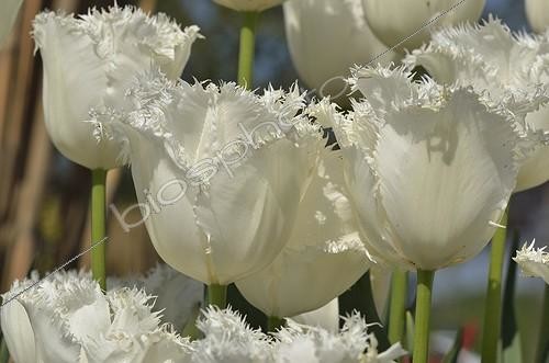 Biosphoto | 2036481 | Tulips 'Swan Wings' in bloom in a garden ; Segers in 1959 | &copy; Jean-Yves Grospas / Biosphoto