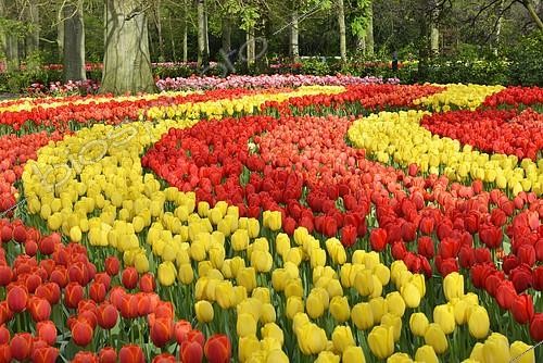 Biosphoto | 2409977 | Tulips (Tulipa hybrids) at Keukenhof, Lisse, South Holland, Netherlands | &copy; Erhard Nerger / imageBROKER / Biosphoto