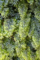 Biosphoto | 2595744 | Tunbridge's filmy fern (Hymenophyllum tunbrigense), a small fern with translucent, fragile-looking fronds containing only a few layers of cells. It can form large colonies on damp siliceous rocks, often among mosses. Galicia - Spain | &copy; Jean-Philippe Delobelle / Biosphoto